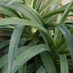 Agave maculata Leaf