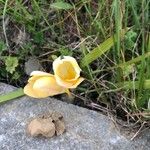 Freesia corymbosa Flower