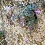 Origanum dictamnus Flower