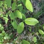 Cornus sanguinea Blatt