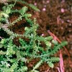 Selaginella helvetica Other