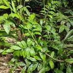 Desmoncus polyacanthos Folha