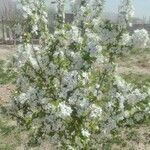Prunus cerasifera Хабит