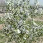 Prunus cerasiferaعادت داشتن