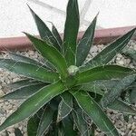 Agave filifera Foglia