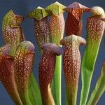 Sarracenia minor पत्ता