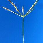 Cynodon dactylon Flower
