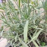 Lavandula latifolia Листок