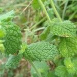 Mentha suaveolens Feuille