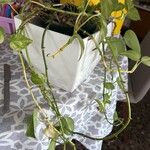 Epipremnum aureum Hoja