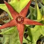 Orbea deflersiana Flower