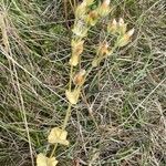 Blackstonia perfoliata 整株植物