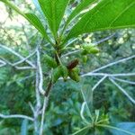 Antirhea borbonica Φρούτο
