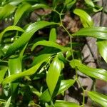 Geitonoplesium cymosum Hoja