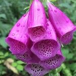 Digitalis purpureaKwiat