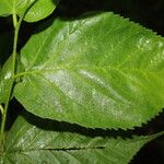 Morus celtidifolia पत्ता