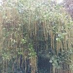 Itea ilicifolia Агульны выгляд