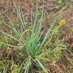 Bulbine abyssinicaFolha