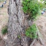 Schinus molle 樹皮