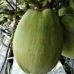 Cocos nuciferaफल