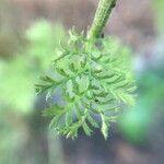 Anthemis cotula Blatt