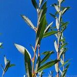 Salix daphnoides Habitatea