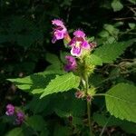 Galeopsis tetrahitFlower