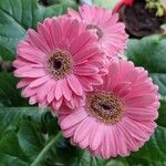 Gerbera leandrii 花