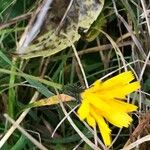 Chondrilla juncea Flower