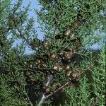 Cupressus goveniana Fruit