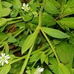 Stellaria alsine Blad