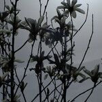 Magnolia salicifolia Flor