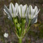 Triteleia hyacinthina Blüte
