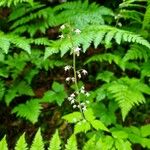 Tiarella trifoliata Flor