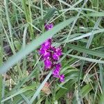 Anacamptis laxiflora 花