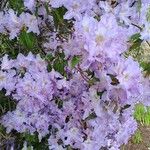 Rhododendron augustinii Flor