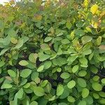 Cotinus obovatus Blad