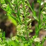 Lepidium densiflorum Frukto