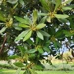 Euclea divinorum Fruit