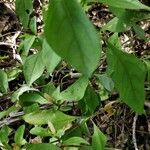 Asystasia gangetica Leaf