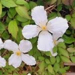 Clematis montanaFlower