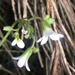 Saxifraga granulata Flower