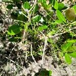 Secamone tenuifolia Hábito