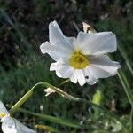 Narcissus × medioluteus Blomma