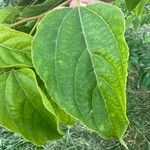 Alchornea glandulosa 葉