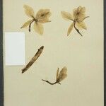 Cattleya wallisii