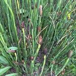 Equisetum laevigatum পাতা