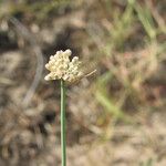 Allium saxatile Fiore