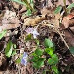 Viola rostrata Flower