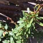 Argania spinosa Frunză